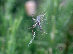 Argiope bruennichi