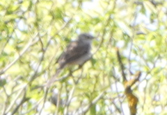 Curruca communis