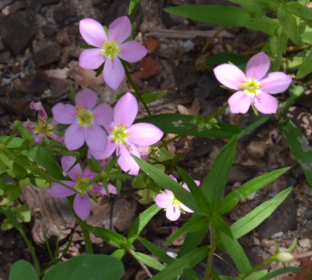 Meadow Pink on June 05, 2015 by Nicholas Cowey · iNaturalist