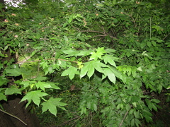 Acer turkestanicum