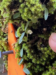 Bulbophyllum pygmaeum