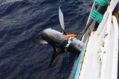 Isurus paucus