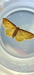 Idaea humiliata