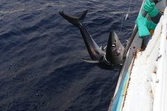 Isurus paucus