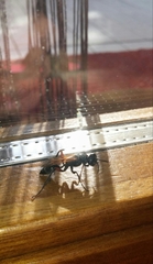 Chalybion femoratum
