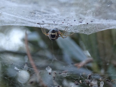 Frontinellina frutetorum