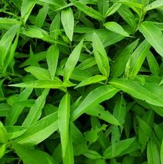 Hydrolea quadrivalvis