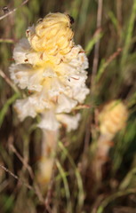 Orobanche picridis