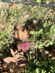 Sixalix atropurpurea