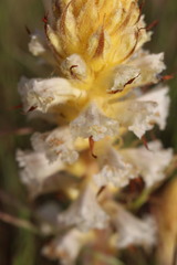 Orobanche picridis