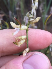 Astragalus filipes
