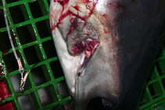 Isurus paucus