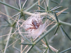 Philodromus