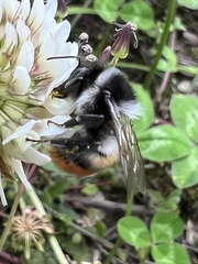 Bombus formosellus