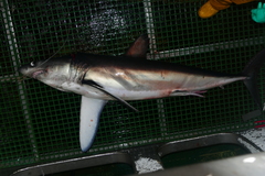 Isurus paucus