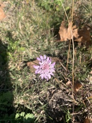 Sixalix atropurpurea