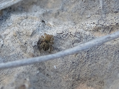Salticidae