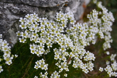 Saxifraga canaliculata