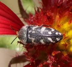 Acmaeodera obtusa