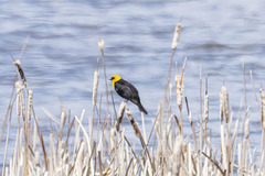 Xanthocephalus xanthocephalus