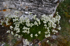 Saxifraga canaliculata