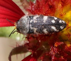 Acmaeodera obtusa
