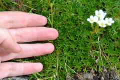 Saxifraga canaliculata