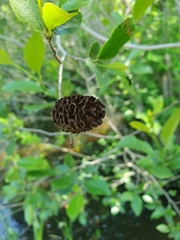 Alnus maritima maritima