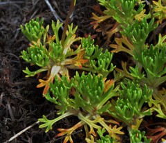 Saxifraga canaliculata