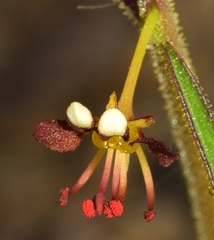 Cleome violacea