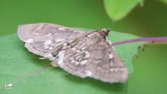 Herpetogramma aeglealis