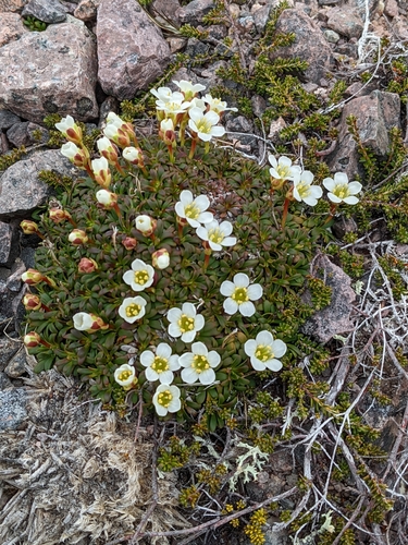 Pincushion plant (Diapensia lapponica)