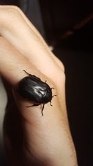 Protaetia opaca