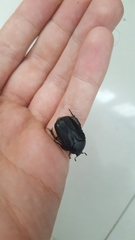 Protaetia opaca