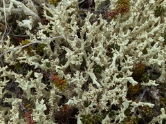 Cladonia boryi
