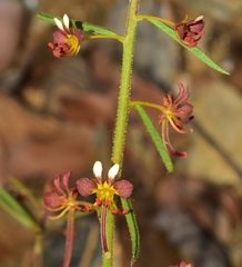 Cleome violacea