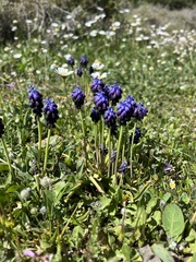 Muscari commutatum