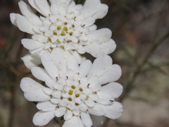 Iberis procumbens procumbens