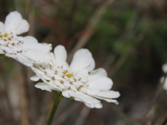 Iberis procumbens procumbens
