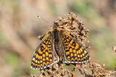 Melitaea cinxia