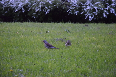 Turdus pilaris