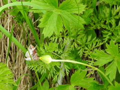 Xanthorhoe spadicearia