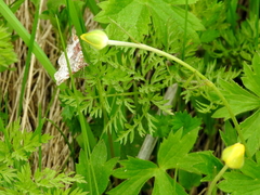 Xanthorhoe spadicearia