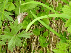 Xanthorhoe spadicearia