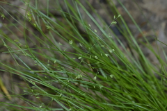 Poa sylvestris