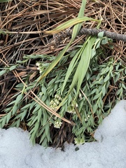 Comandra umbellata pallida