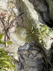Dictyosphaeria cavernosa