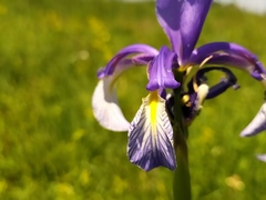 Iris spuria