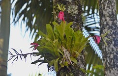 Billbergia amoena