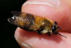 Criorhina floccosa